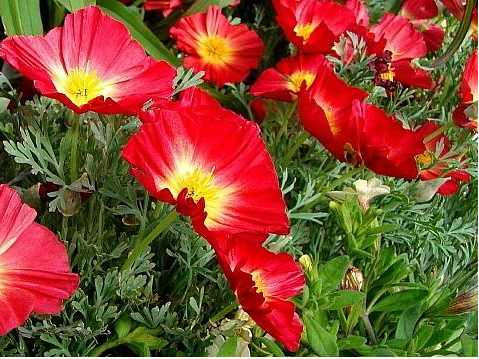 Eschscholzia californica 'Thai Silk Fire Bush'