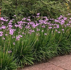 Tulbaghia violacea 'Edinburgh'